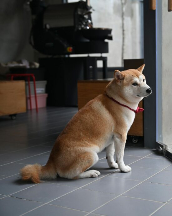 Pet Services